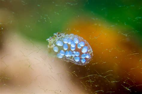 trumpet snail eggs