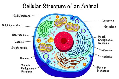 tubbdy cell structure andvideo PDF
