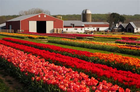 tulip farm new jersey