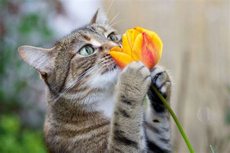 tulips toxic to cats