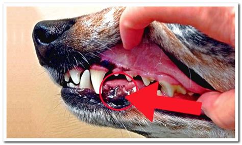 tumor in dogs mouth