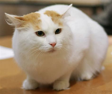 turkish van cat price