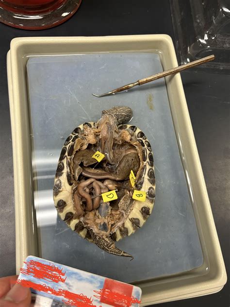turtle dissection lab Epub