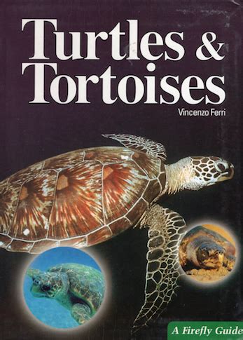 turtles and tortoises a firefly guide Reader