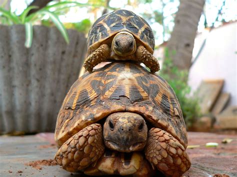 turtles and tortoises turtles and tortoises Doc