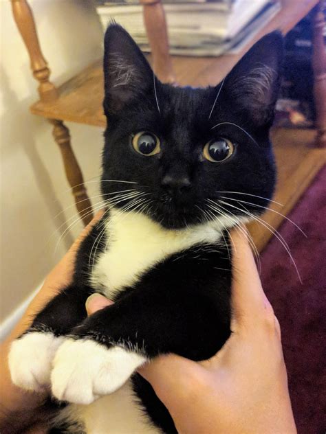 tuxedo cat for sale