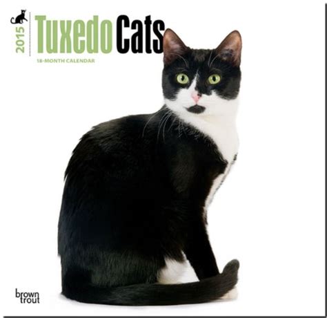 tuxedo cats 2015 square 12x12 Reader