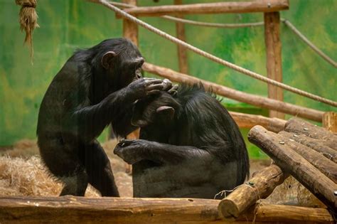 twee chimpansees en prinses europa Epub