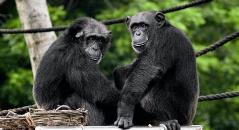 twee chimpansees roman van een oegandese schrijver Reader