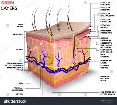 two layers: