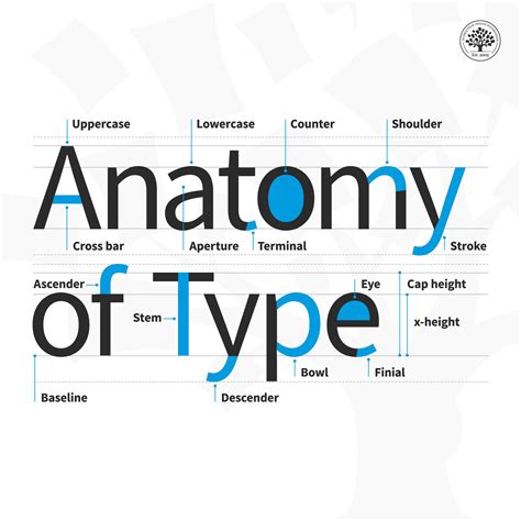 type anotomy quix