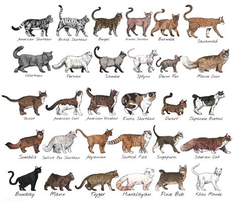 type of cats breeds