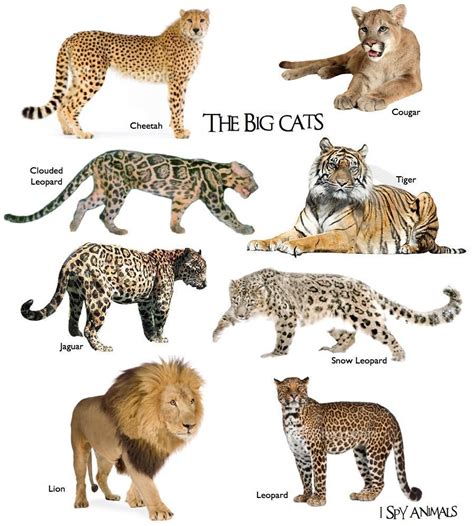 types of big cats