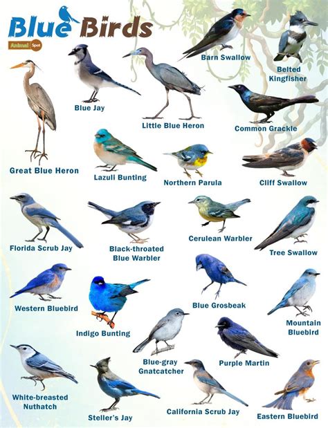 types of birds that are blue