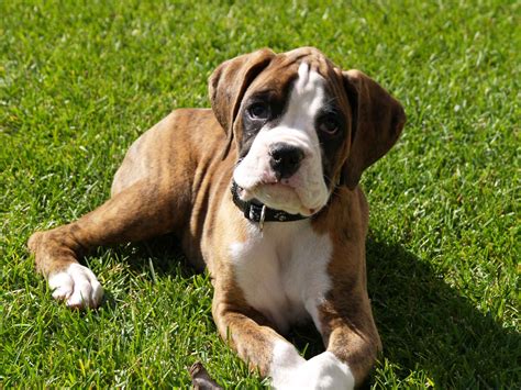 types of boxer puppies