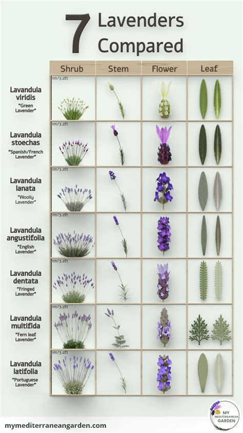 Types Of Lavender Chart