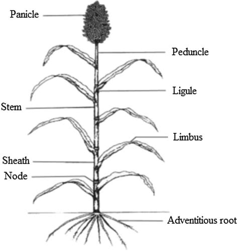 typical single plant drawing PDF