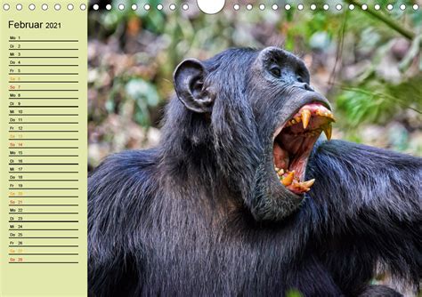 ugandas wilde menschenaffen tischkalender 2016 Epub