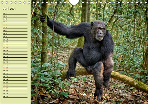 ugandas wilde menschenaffen wandkalender 2016 Doc