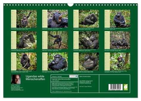 ugandas wilde menschenaffen wandkalender 2016 Doc