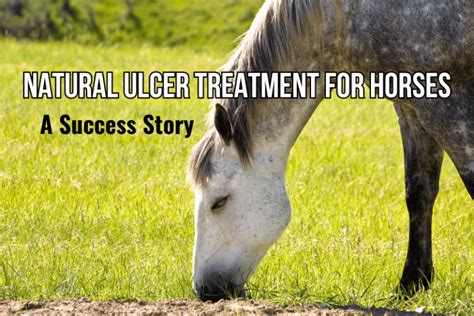 ulcer treatment for horses