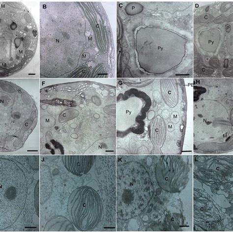 ultrastructure of microalgae ultrastructure of microalgae Doc