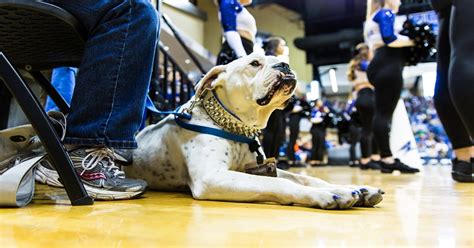 unc asheville mascot