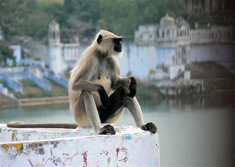 uncle namaste and the meditating monkeys Doc