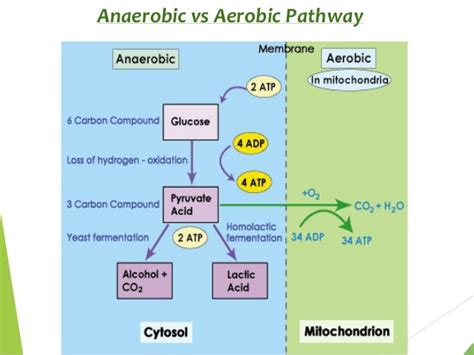 under anaerobic conditions what happens to pyruvate