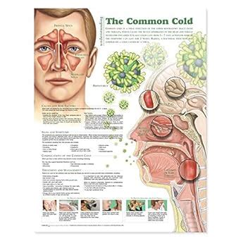 understanding the common cold anatomical chart Epub