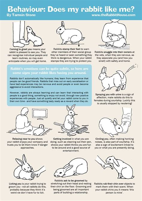 understanding your rabbits habits pdf PDF