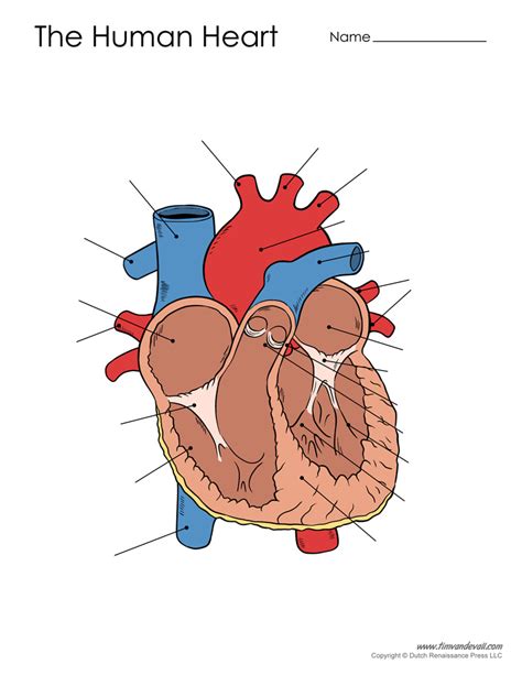 unlabelled diagram of the human heart PDF