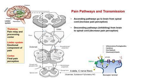 unlocking pathways of pain Reader
