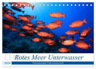 unterwasser makro 2016 tischkalender quer Doc