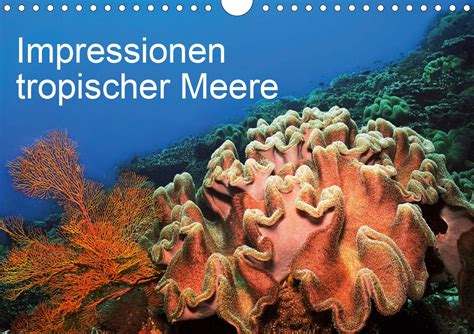 unterwasserwelt 2016 meere ozeane wandkalender posterkalender Kindle Editon