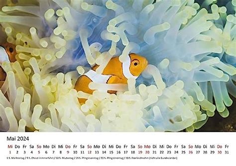 unterwasserwelt 2016 meere ozeane wandkalender posterkalender Kindle Editon