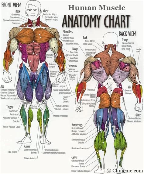 Upper Body Muscle Chart