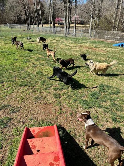 upstate dog training and pet resort