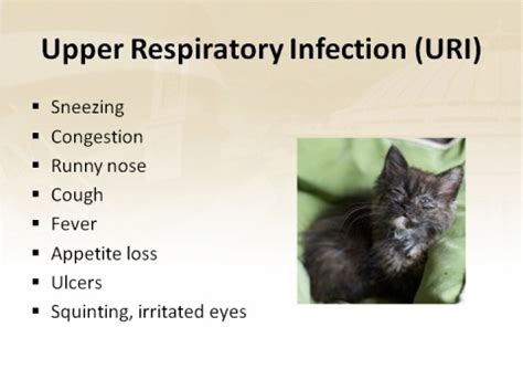 uri infection in cats