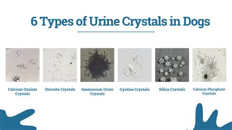 urinary crystals in dogs