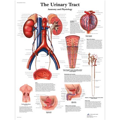 urogenital system free Reader