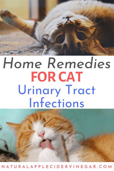 uti in cats home remedy