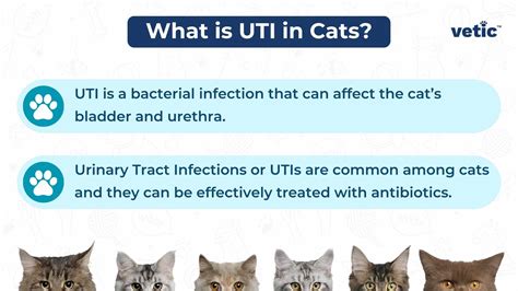 uti in cats treatment