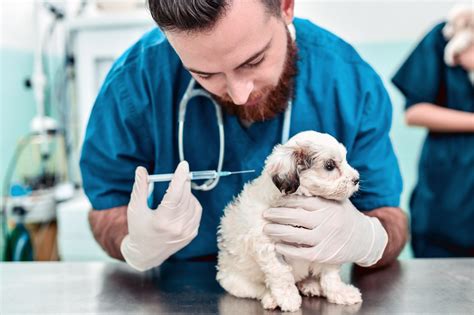 vaccines for dogs near me