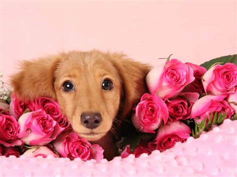 valentines dog