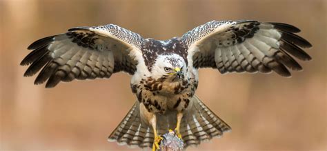 van een kuikentje en een buizerd Reader