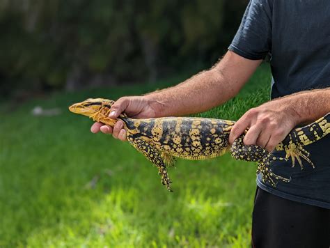 varanus cumingi