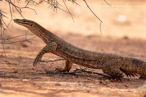 varanus panoptes