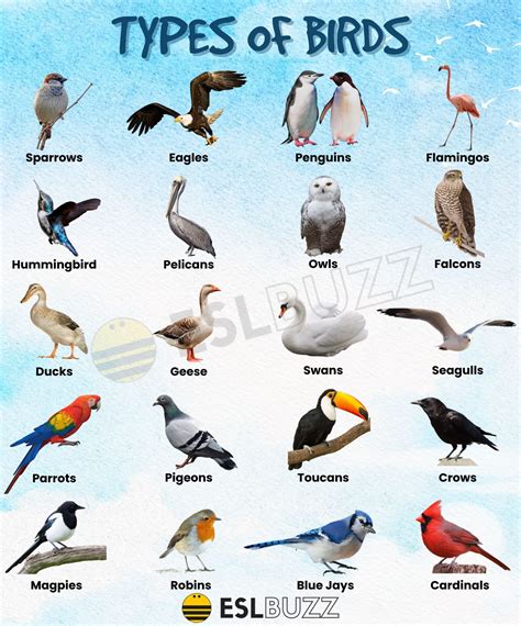 various kinds of birds