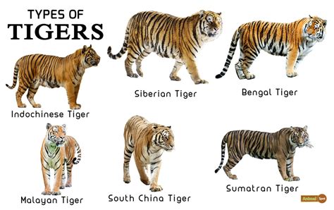 various types of tigers